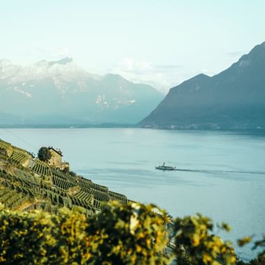 Aussicht von Weinbergen auf den Genfersee, auf dem ein Dampfschiff fährt.