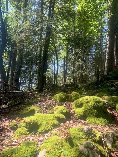 Große moosbewachsene Felsen auf dem Waldboden im Jura-Gebirge, umgeben von hohen Laubbäumen mit durchscheinendem Sonnenlicht.