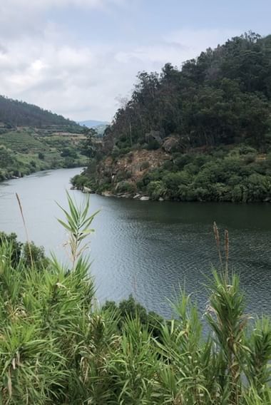Blick auf den Douro-Fluss, der sich durch grüne Hügel mit terrassierten Weinbergen schlängelt. Dichte Vegetation bedeckt die felsigen Flussufer.
