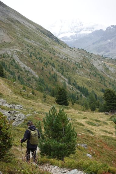 Wanderer mit Rucksack auf dem Alpenpässeweg im Wallis, unterwegs durch Berglandschaft mit vereinzelten Kiefern und schneebedeckten Gipfeln.