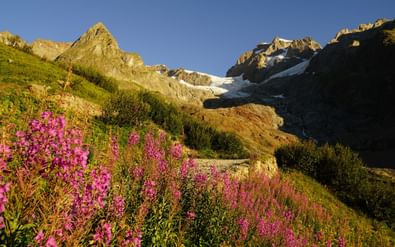 Mont Blanc Almwiese mit rosa Blüten Almwiese mit leuchtend rosa Wildblumen im Vordergrund, schneebedeckte Mont Blanc Gipfel und Gletscher im Hintergrund unter klarem blauen Himmel.