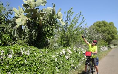 Ein Velofahrer bestaunt den riesigen Kaktus. Sizilien Südost. Veloferien mit Eurotrek.