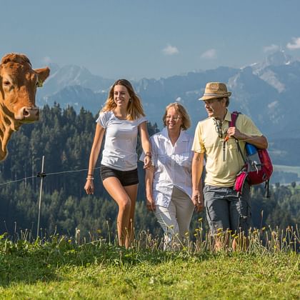 Vier Personen wandern durch eine Kuhwiese auf dem Alpenpanoramaweg.