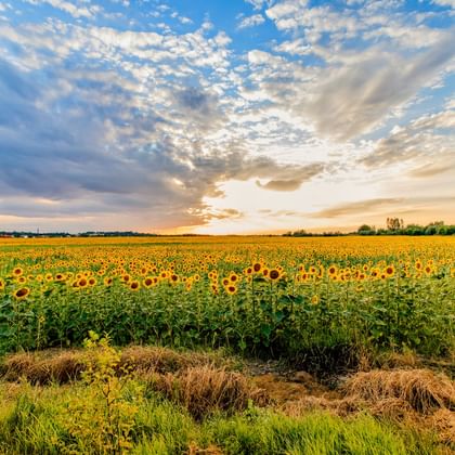 Weites Sonnenblumenfeld bei Budapest unter dramatischem Wolkenhimmel bei Sonnenuntergang. Gelbe Sonnenblumen erstrecken sich bis zum Horizont.
