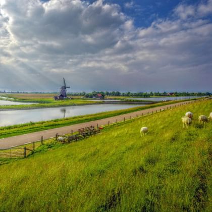 Radweg auf der Insel Texel mit Schafen auf einer Wiese und einer Windmühle im Hintergrund