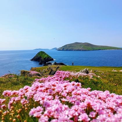 Flowers bloom pink in front of a picturesque coastal landscape in Dingle Ireland