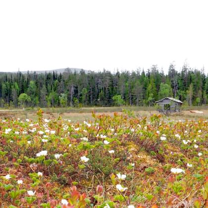 finnland_header