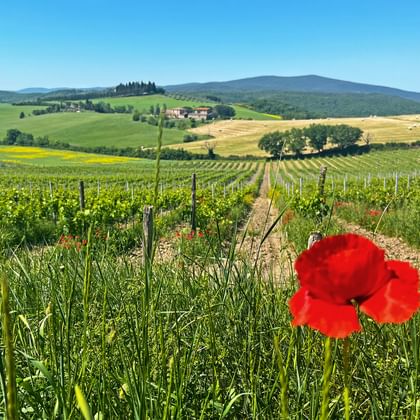 Mohnblume in der Region Chianti in der Toskana