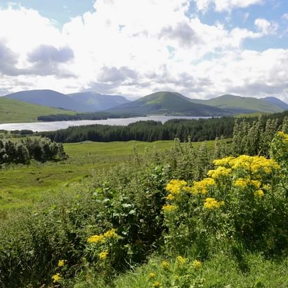 Panoramablick auf schottische Hochlandlandschaft mit gelb blühenden Ginsterbüschen im Vordergrund, grünen Hügeln, Wald und einem See.