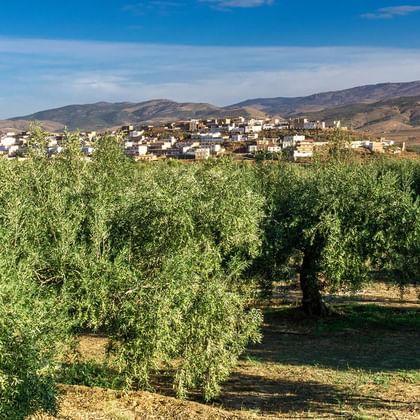 Olivenhain am Radweg in Andalusien