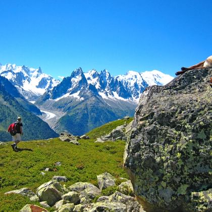 Hiking with view o the landscape and animals at the Mont Blanc