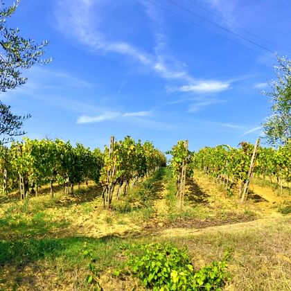 Weingarten in der Nähe von Vinci