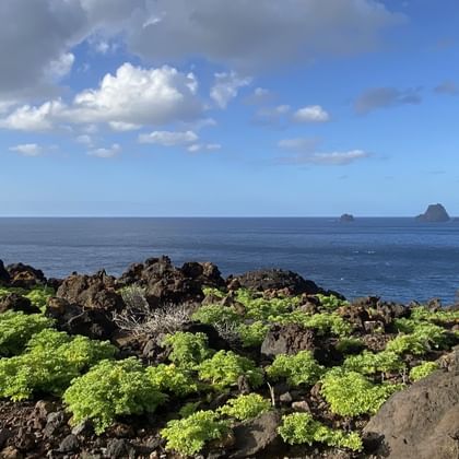 Die Küste von El Hierro mit schwarzem Gestein und grünen Pflanzen direkt am Meer.