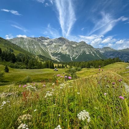 Bunte Wildblumen auf einer Almwiese mit Berggipfeln im Hintergrund. Grüne Hügel und Wälder umgeben das Tal unter blauem Himmel.
