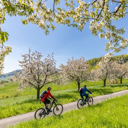 Zwei Radfahrer fahren durch blühende Kirschbäume auf der Baselbieter Hof-Route. Grüne Hügel und blauer Himmel rahmen den Weg.