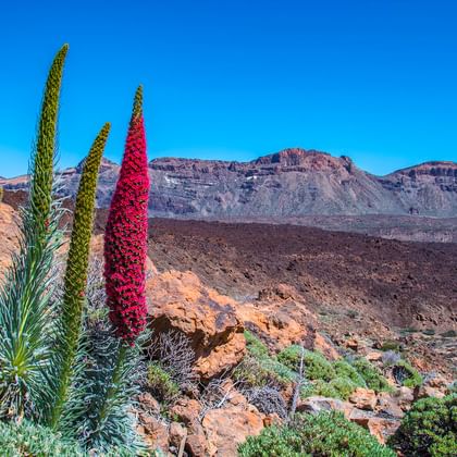 Eurohike-Wanderreisen auf Teneriffa