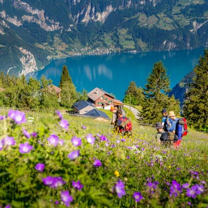 Hikers walking through wildflower meadow on Schächentaler Höhenweg with turquoise Lake Vierwaldstättersee and alpine mountains behind.