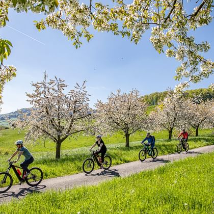 mQuatre cyclistes roulent l'un derrière l'autre sur une route de campagne au milieu de pommiers en fleurs.