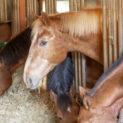 Zwei braune Pferde mit weißen Abzeichen und zwei Fohlen ruhen auf Stroh in einem Stall in Courtedoux, Jura, Region Ajoie.