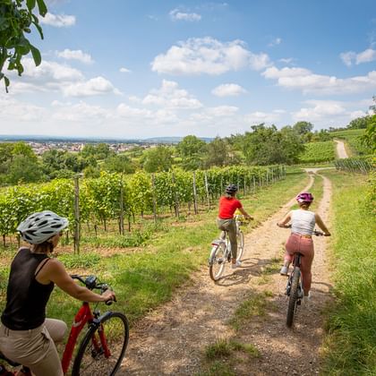 3 cyclists ride on a country lane between vines.