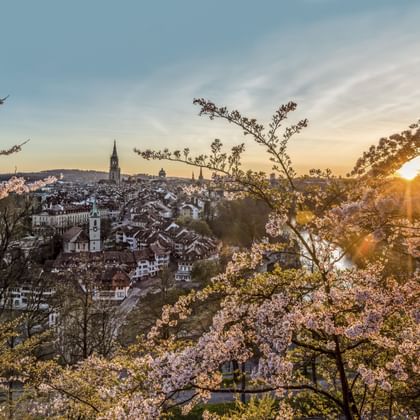Panorama printanier de la vieille ville de Berne avec cerisiers en fleurs au premier plan et flèche de la cathédrale parmi les bâtiments au coucher du soleil.