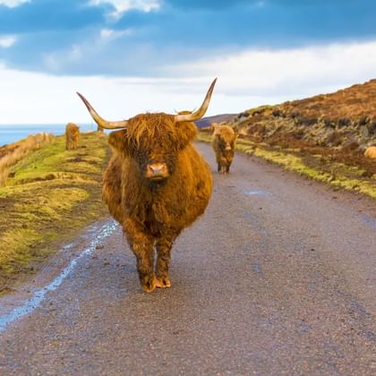 Two Scottish Highland cattle with long reddish-brown fur and horns standing on a paved road in the Scottish Highlands with coastal views.