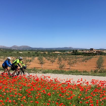 Zwei Radfahrer fahren an roten Mohnblumen auf einer Landstraße in Nordkatalonien vorbei, mit Olivenhainen und Bergen unter blauem Himmel.
