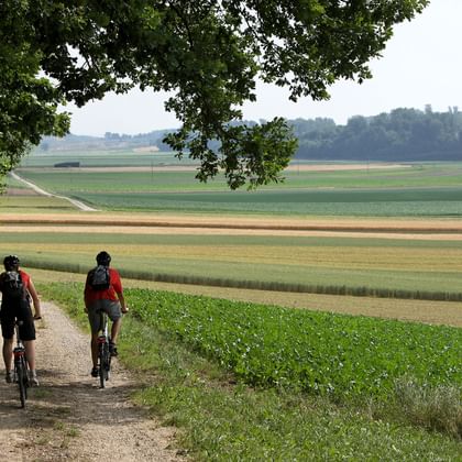 Two cyclists on the Redwege between the edge of the forest and fields.