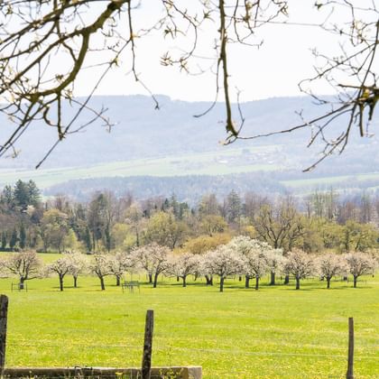 Grüne Wiese in Courtedoux, Jura Ajoie, mit Reihe weißer Blütenbäume. Sanfte Hügel und Wälder im Hintergrund unter bewölktem Himmel.