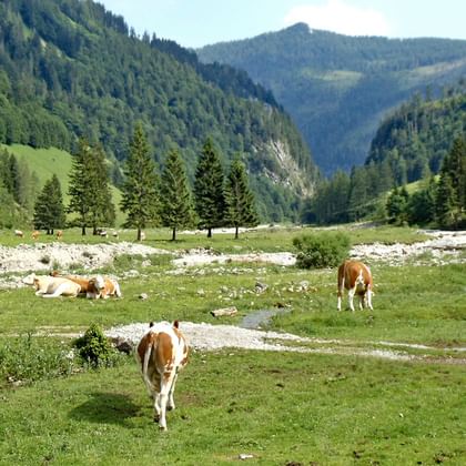 Weidende Kühe in der Almlandschaft
