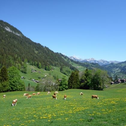 Kühe auf der Weide der Seen-Route Herde brauner und weißer Kühe weidet auf grüner Bergweide mit gelben Wildblumen, Alpental und schneebedeckte Gipfel sichtbar.