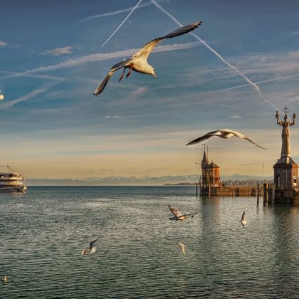 Möwen fliegen über den Bodensee mit historischer Hafeneinfahrt mit Löwenstatue und Leuchtturm. Fährschiff in der Ferne sichtbar.