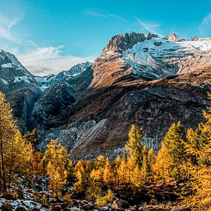 Panoramaaufnahme im Aletschwald
