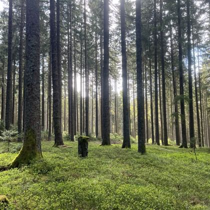 Tall coniferous trees in the Black Forest near Saig with sunlight streaming through the trunks. The forest floor is covered with green moss.