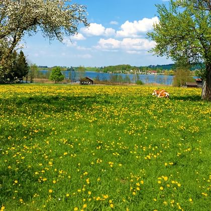 Blumenwiese am Starnberger See