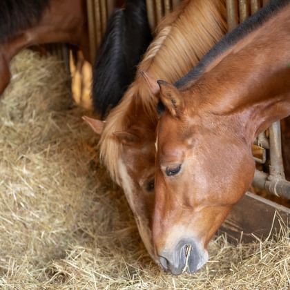 Braunes Pferd mit blonder Mähne frisst Heu in einem Holzstall. Andere Pferde im Hintergrund sichtbar mit Stroh auf dem Boden.