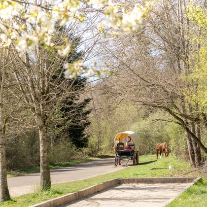 Planwagen gezogen von einem braunen Pferd auf einer von Bäumen gesäumten Landstraße in Courtedoux, Jura Ajoie, mit Frühlingslaub und grünem Gras.