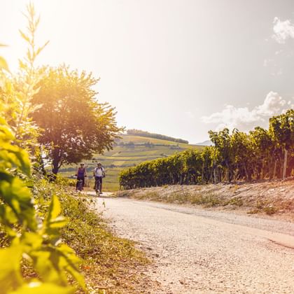 Valais Wine Trail Vines