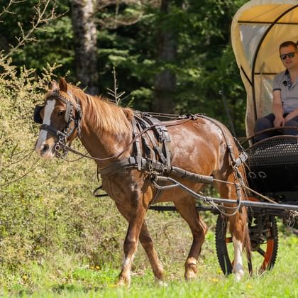 Braunes Pferd zieht einen Planwagen mit Plane durch grüne Wiese in Courtedoux, Jura. Frau sitzt auf dem Kutschbock mit Wald im Hintergrund.