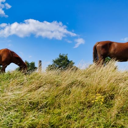 Pferde in Zeeland
