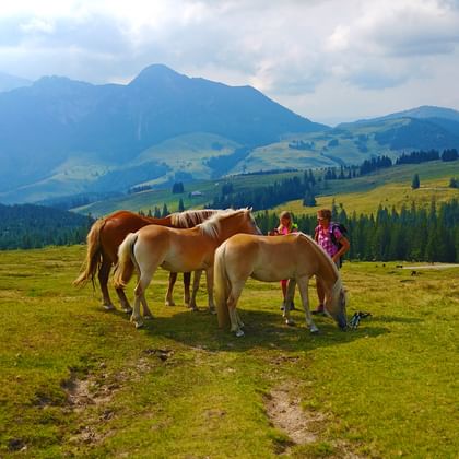 Pferde am Wanderweg im Salzkammergut