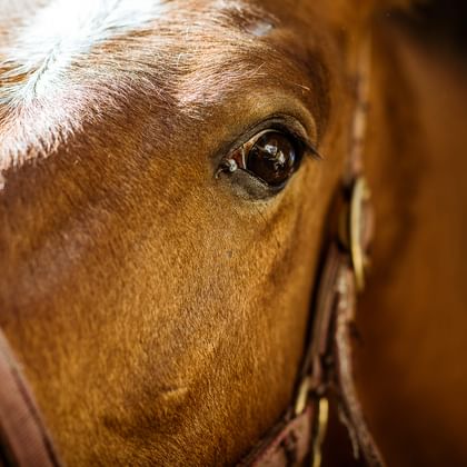 Nahaufnahme vom Kopf eines braunen Pferdes. Der Fokus richtet sich auf das Auge des Pferdes.