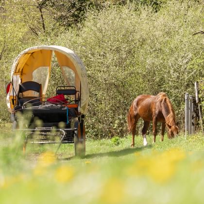 Planwagen mit weißer Plane auf grüner Wiese im Jura, Courtedoux. Ein braunes Pferd grast in der Nähe zwischen Bäumen und gelben Wildblumen.