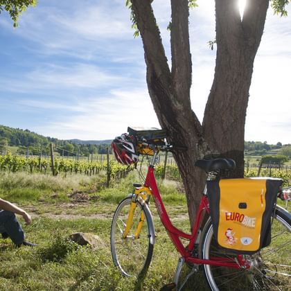 Radfahrer blickt auf Weinreben am Rhein