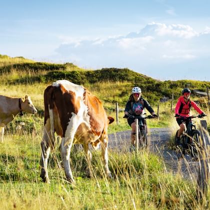 Biker vor Kuhherde