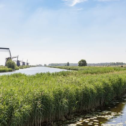 Moulins à vent traditionnels néerlandais à Kinderdijk le long d'un canal avec végétation verte et roseaux sous un ciel bleu.