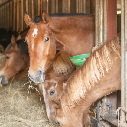 Braune Stute mit weißer Blesse frisst Heu neben ihrem jungen Fohlen in einem Stall mit Wellblechmauern in Courtedoux, Jura Ajoie.