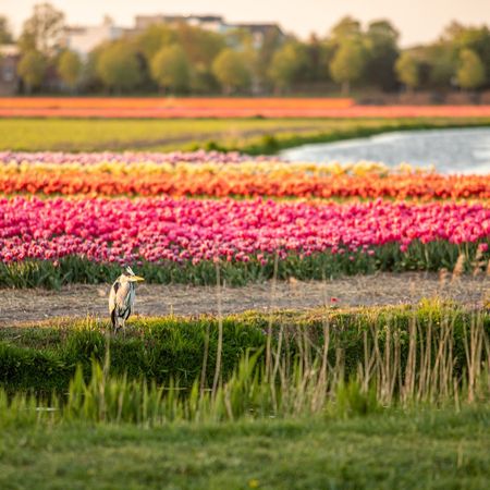 Vogel und im Hintergrund Tulpenfelder. Aktivferien mit Eurotrek.