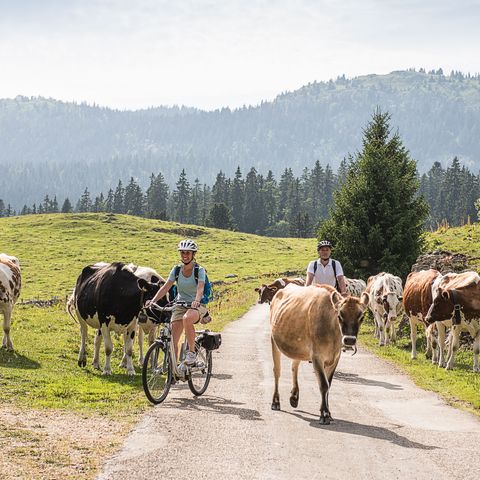 Ein Velofahrerpaar versucht an einer Herde Rinder, die frei auf der Strasse laufen vorbei zu kommen