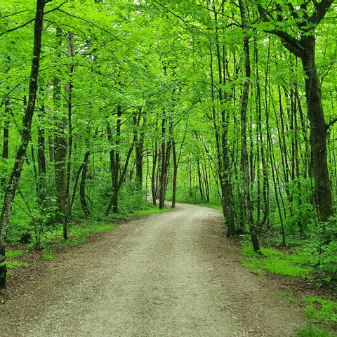 Ein Weg in einem Wald im Tessin. 